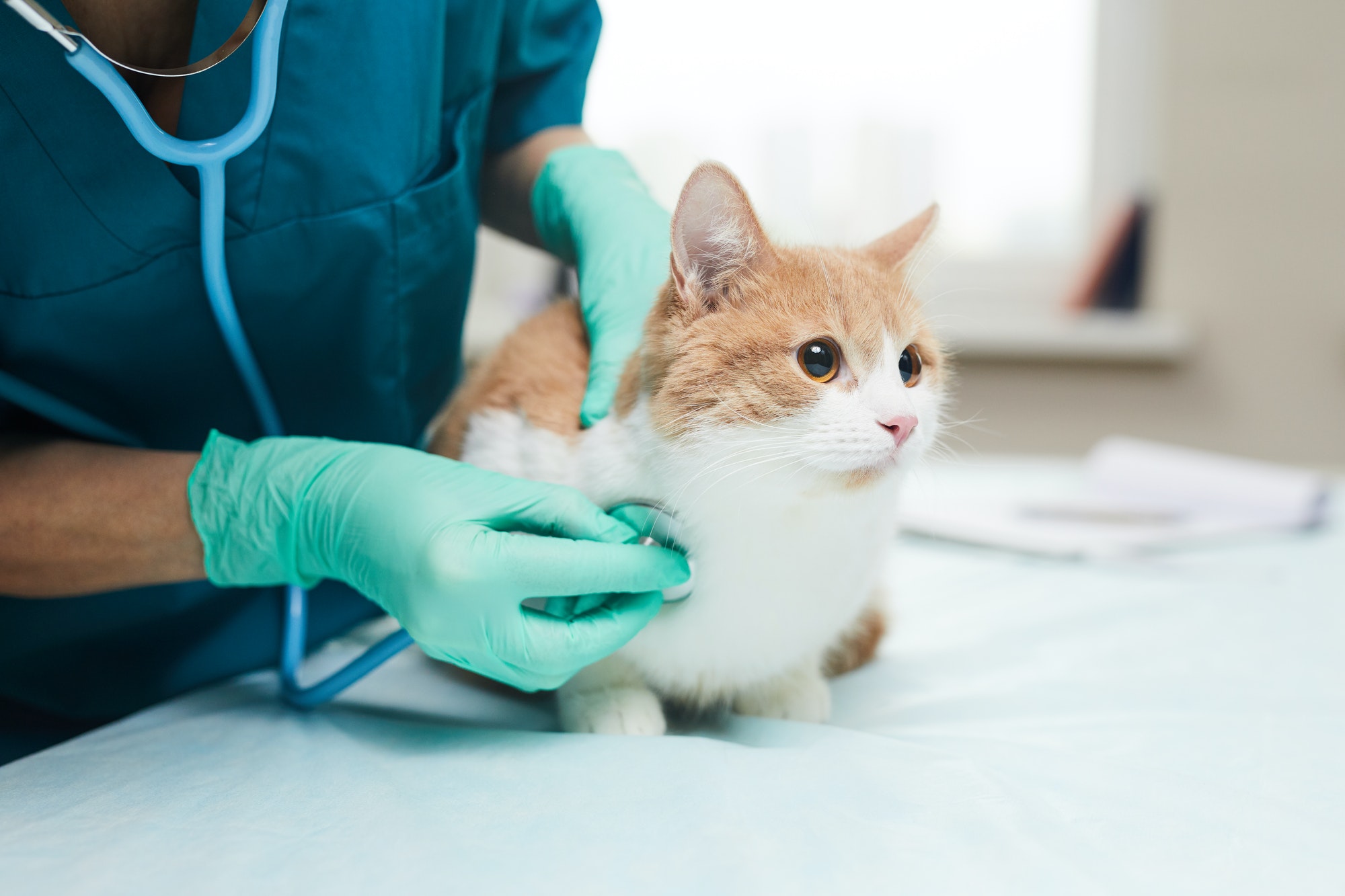 vet-examining-the-pet.jpg