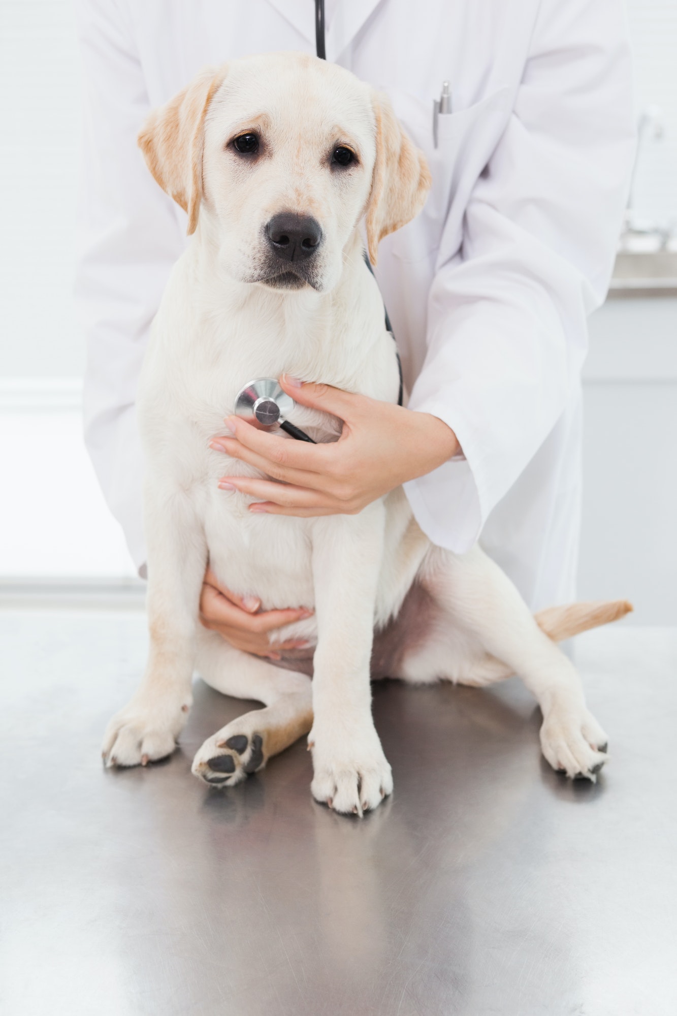 veterinarian-examining-a-cute-dog-with-a-stethoscope-in-medical-office.jpg